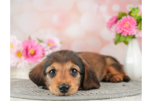成約済の神奈川県のミニチュアダックスフンド(ロングヘアード)-310343の6枚目